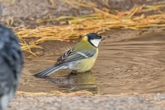 Parus major