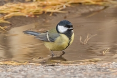Parus major