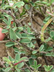 Indigofera sessilifolia