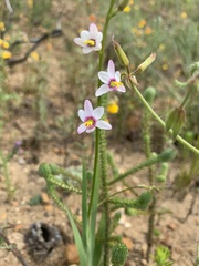 Ixia scillaris