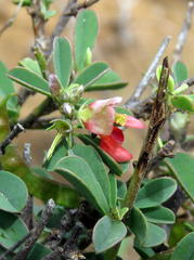 Indigofera sessilifolia