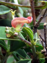 Indigofera sessilifolia