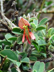 Indigofera sessilifolia