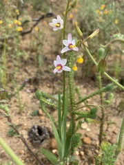 Ixia scillaris