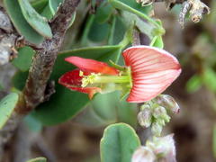 Indigofera sessilifolia