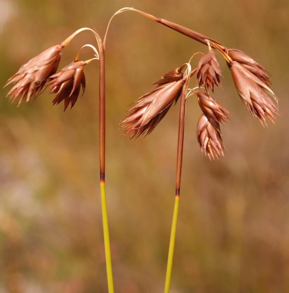 Thamnochortus pulcher