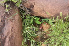 Indigofera alternans