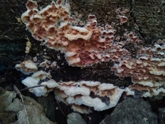 Merulius tremellosus