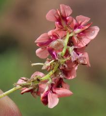 Indigofera alternans