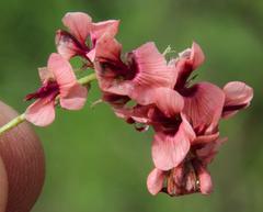 Indigofera alternans