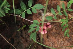 Indigofera alternans