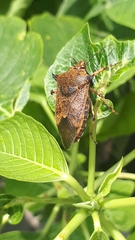 Alcaeorrhynchus grandis