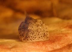 Heleophryne purcelli