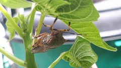 Alcaeorrhynchus grandis