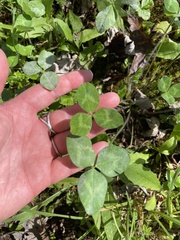 Trifolium pratense