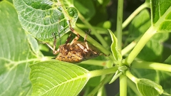 Alcaeorrhynchus grandis