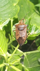 Alcaeorrhynchus grandis