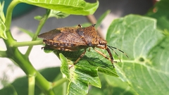 Alcaeorrhynchus grandis