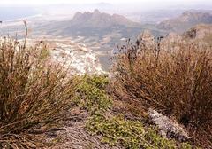 Agathosma anomala