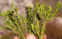 Agathosma anomala