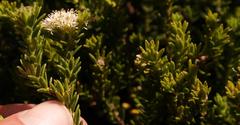 Agathosma anomala