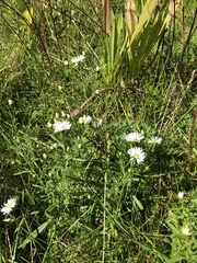 Symphyotrichum pilosum pilosum