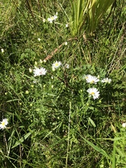 Symphyotrichum pilosum pilosum