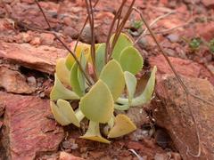 Othonna retrorsa spektakelensis