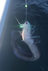 Conger oceanicus