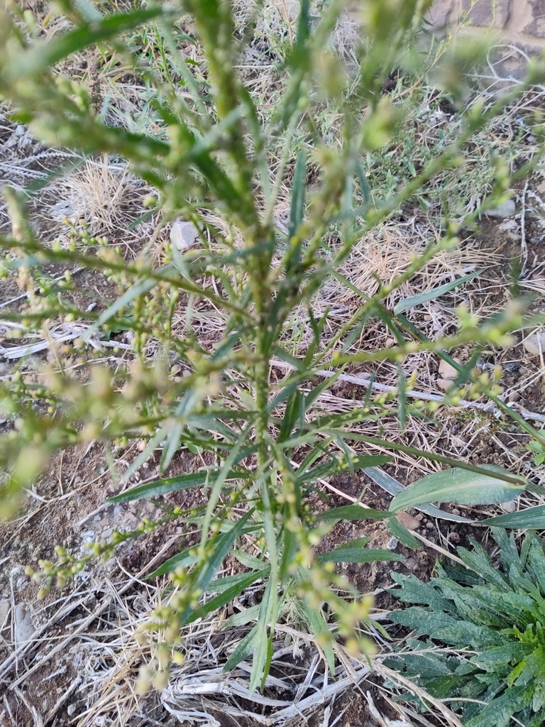 horseweed from Herriman, UT 84096, USA on September 26, 2021 at 07:29 ...