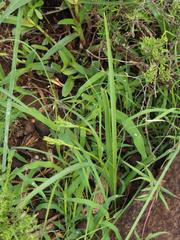 Albuca virens virens