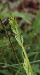 Albuca virens virens