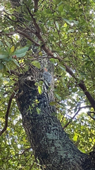 Melanerpes carolinus