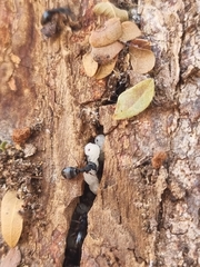 Dolichoderus lamellosus