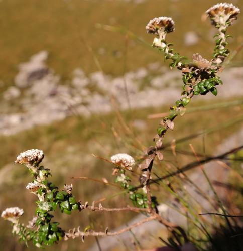 Anaxeton ellipticum · iNaturalist