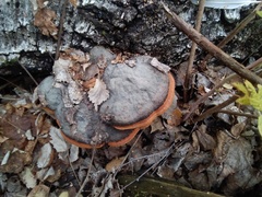 Fomitopsis pinicola