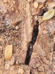 Dolichoderus lamellosus