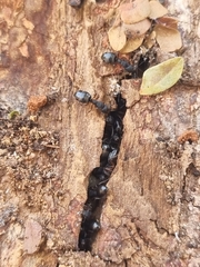 Dolichoderus lamellosus