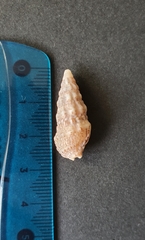 Cerithium vulgatum