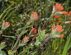 Castilleja litoralis