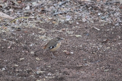 Cercotrichas quadrivirgata