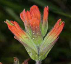 Castilleja litoralis