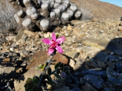 Krameria cistoidea