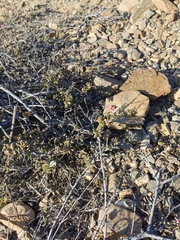 Krameria cistoidea