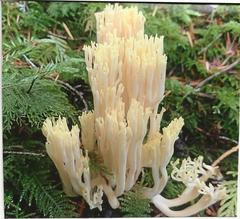 Ramaria flavigelatinosa