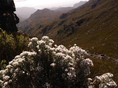 Atrichantha gemmifera