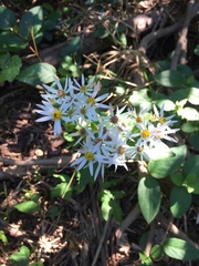 Eurybia divaricata