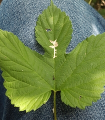 Cosmopterix zieglerella