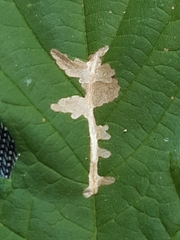 Cosmopterix zieglerella