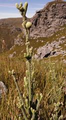 Brunia sphaerocephala